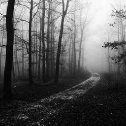 foret.jpg
